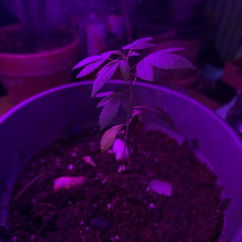 Solemn Mother of the Silly Wonka - the og growlog photo: she's looking pretty good, not sure why bottom leaves are yellowing and drooping a bit. could be nutrient burn from miracle-gro or simple overwatering, otherwise leaves look good so i'll keep relatively same watering/nutrient schedule with perhaps some slight reductions.