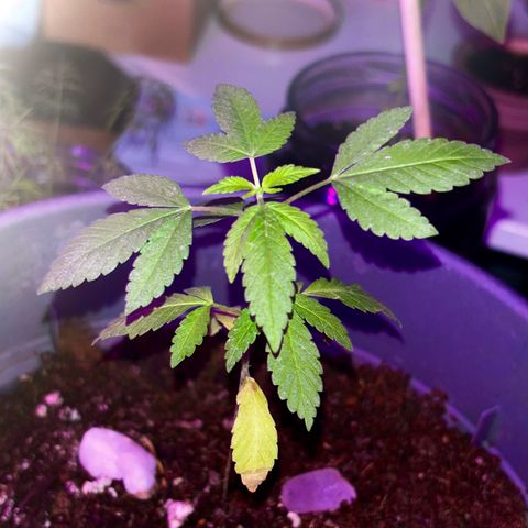 Solemn Mother of the Silly Wonka - the og growlog timeline photo