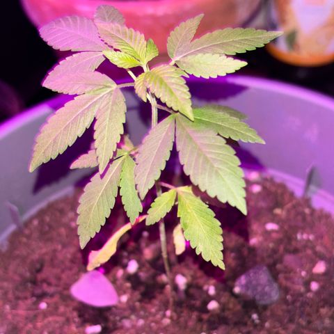Solemn Mother of the Silly Wonka - the og growlog photo: steady growth🌱