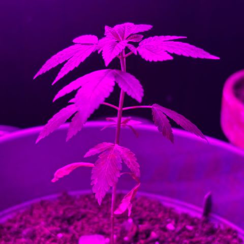 Solemn Mother of the Silly Wonka - the og growlog photo: steady growth🌱