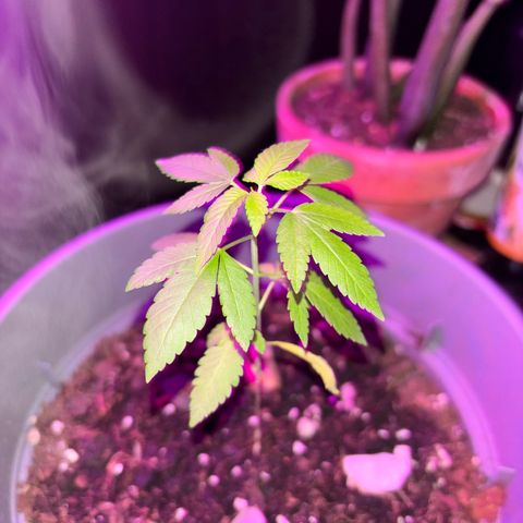 Solemn Mother of the Silly Wonka - the og growlog photo: moooore pics