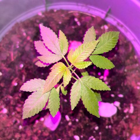 Solemn Mother of the Silly Wonka - the og growlog photo: moooore pics