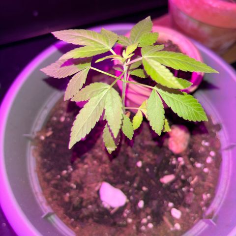 Solemn Mother of the Silly Wonka - the og growlog photo: bottom leaves are no more:( otherwise she seems healthy? visiting family for the holidays so she'll need to come with.. hopefully all goes well!