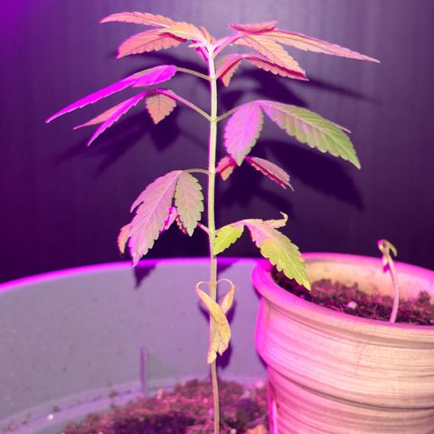 Solemn Mother of the Silly Wonka - the og growlog photo: bottom leaves are no more:( otherwise she seems healthy? visiting family for the holidays so she'll need to come with.. hopefully all goes well!