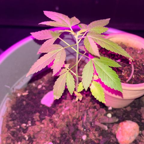 Solemn Mother of the Silly Wonka - the og growlog photo: bottom leaves are no more:( otherwise she seems healthy? visiting family for the holidays so she'll need to come with.. hopefully all goes well!