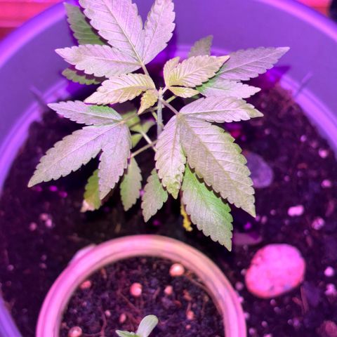 Solemn Mother of the Silly Wonka - the og growlog photo: she's doing alright, not able to get the best conditions right now but hoping she sticks it out til holidays r over n i'm back at the apt