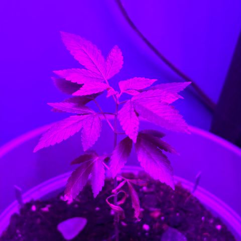 Solemn Mother of the Silly Wonka - the og growlog photo: she's doing alright, not able to get the best conditions right now but hoping she sticks it out til holidays r over n i'm back at the apt