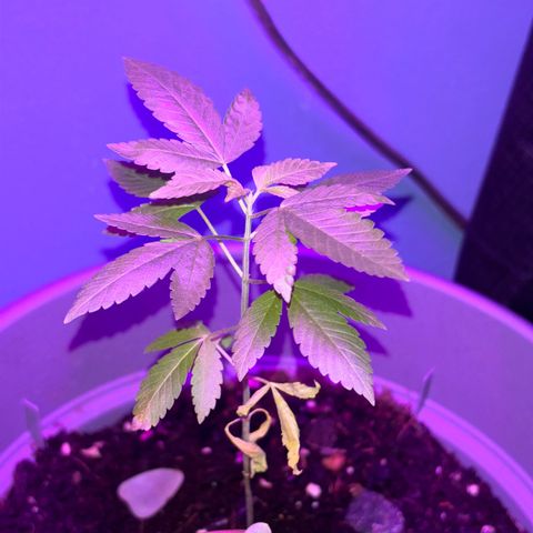 Solemn Mother of the Silly Wonka - the og growlog photo: she's doing alright, not able to get the best conditions right now but hoping she sticks it out til holidays r over n i'm back at the apt