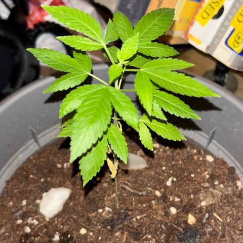 Solemn Mother of the Silly Wonka - the og growlog timeline photo