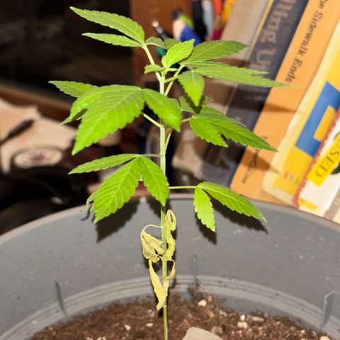 Solemn Mother of the Silly Wonka - the og growlog timeline photo