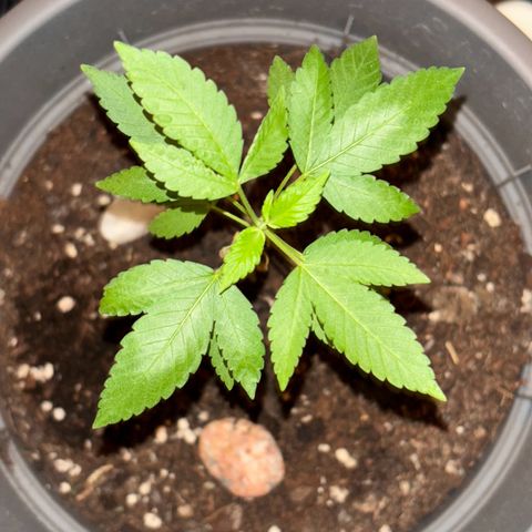 Solemn Mother of the Silly Wonka - the og growlog timeline photo