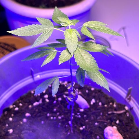 Solemn Mother of the Silly Wonka - the og growlog photo: not baaad... just got back from visiting family which was a bit rough for her but we're back at the apartment now w more optimal conditions n a new light setup. still got those bottom leaves slowly wilting, not exactly sure why.