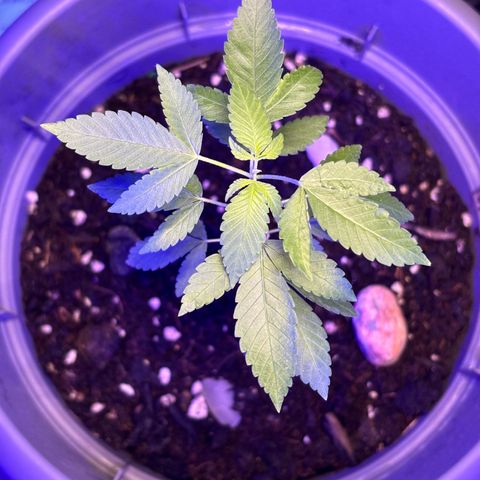 Solemn Mother of the Silly Wonka - the og growlog photo: not baaad... just got back from visiting family which was a bit rough for her but we're back at the apartment now w more optimal conditions n a new light setup. still got those bottom leaves slowly wilting, not exactly sure why.