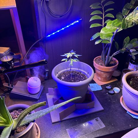 Solemn Mother of the Silly Wonka - the og growlog photo: not baaad... just got back from visiting family which was a bit rough for her but we're back at the apartment now w more optimal conditions n a new light setup. still got those bottom leaves slowly wilting, not exactly sure why.