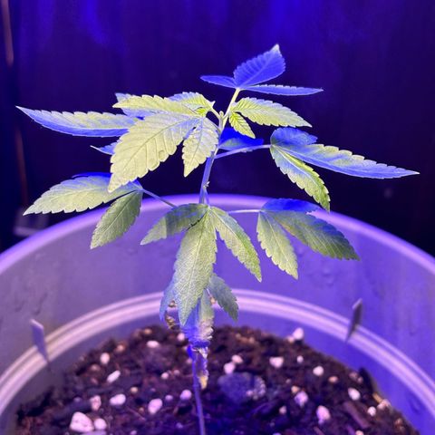 Solemn Mother of the Silly Wonka - the og growlog timeline photo
