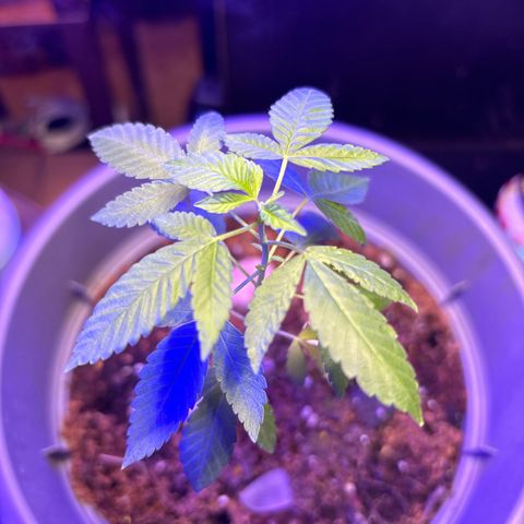 Solemn Mother of the Silly Wonka - the og growlog photo: she loves the disco ball :)