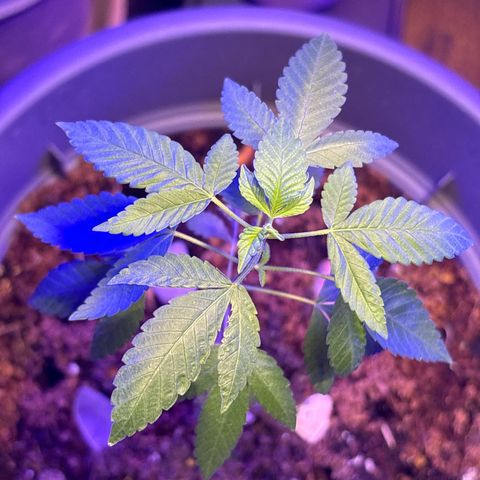 Solemn Mother of the Silly Wonka - the og growlog photo: she loves the disco ball :)
