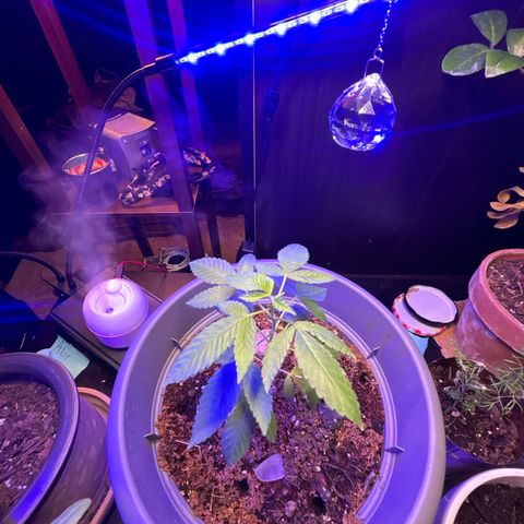 Solemn Mother of the Silly Wonka - the og growlog photo: she loves the disco ball :)