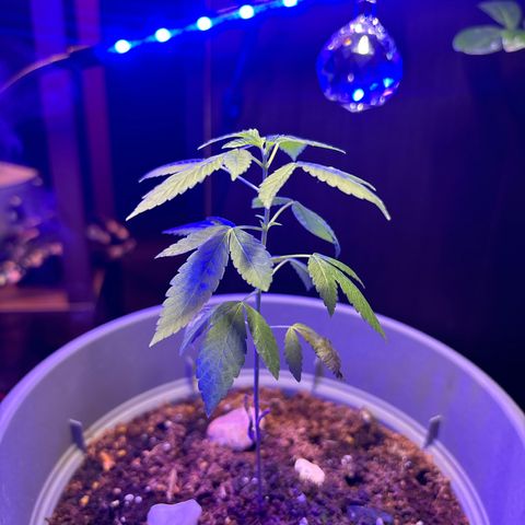 Solemn Mother of the Silly Wonka - the og growlog photo: she loves the disco ball :)