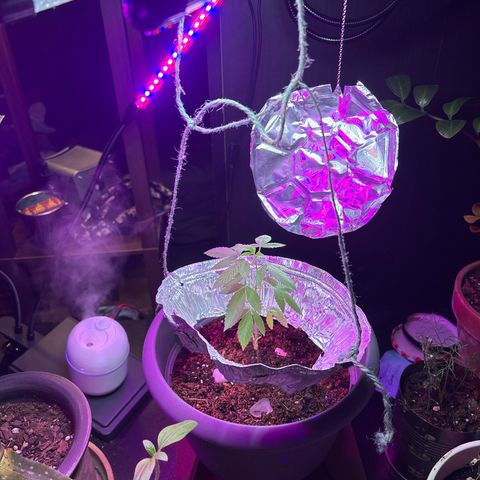 Solemn Mother of the Silly Wonka - the og growlog photo: we on that makeshift shit
