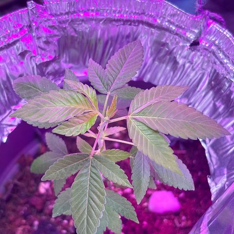 Solemn Mother of the Silly Wonka - the og growlog photo: she's started releasing that iconic sweet scent, and i thiiink i see the beginnings of some pistils(not just stipules). we may have finally made it to preflower😮‍💨