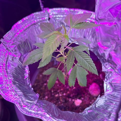 Solemn Mother of the Silly Wonka - the og growlog photo: she's started releasing that iconic sweet scent, and i thiiink i see the beginnings of some pistils(not just stipules). we may have finally made it to preflower😮‍💨