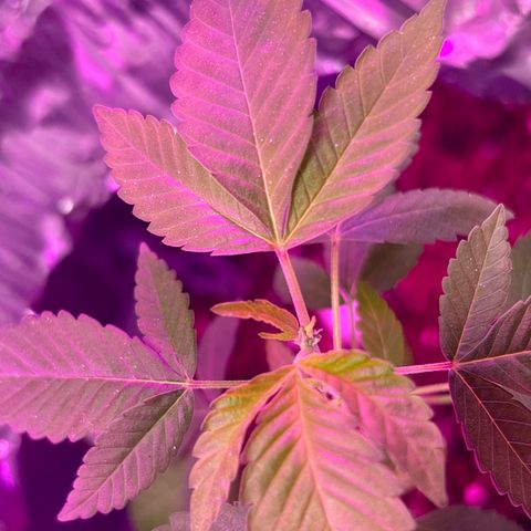 Solemn Mother of the Silly Wonka - the og growlog photo: she's started releasing that iconic sweet scent, and i thiiink i see the beginnings of some pistils(not just stipules). we may have finally made it to preflower😮‍💨