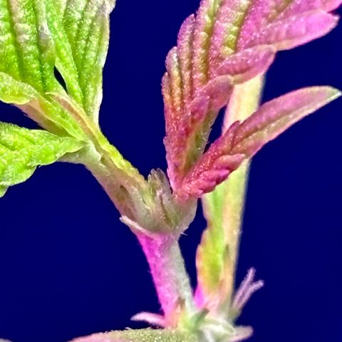 Solemn Mother of the Silly Wonka - the og growlog photo: first pistil pics;)