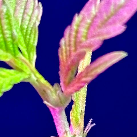 Solemn Mother of the Silly Wonka - the og growlog photo: first pistil pics;)
