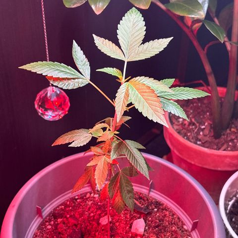 Solemn Mother of the Silly Wonka - the og growlog photo: 🫦