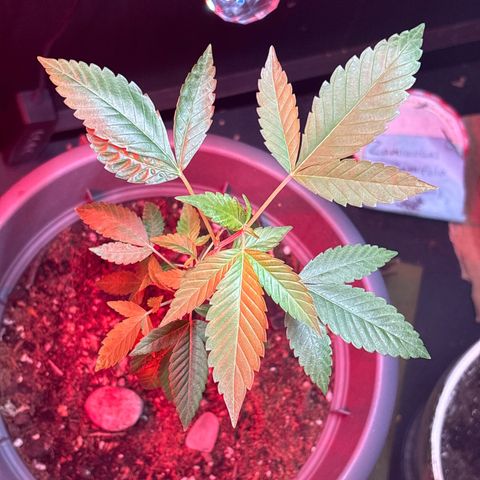 Solemn Mother of the Silly Wonka - the og growlog photo: 🫦