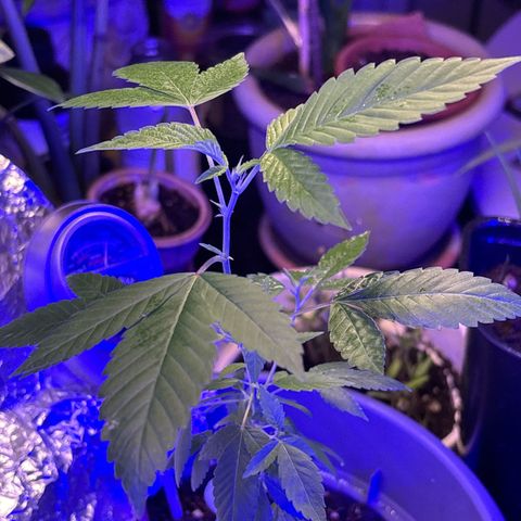 Solemn Mother of the Silly Wonka - the og growlog photo: good n sturdy growth, w some pretty pistils!