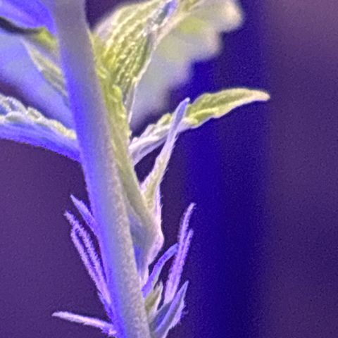 Solemn Mother of the Silly Wonka - the og growlog photo: good n sturdy growth, w some pretty pistils!