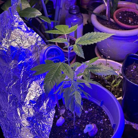 Solemn Mother of the Silly Wonka - the og growlog photo: good n sturdy growth, w some pretty pistils!
