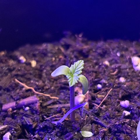 Bad Ass Borealis growlog photo: she had a rough couple of weeks getting thru initial sprouting and transplanting to bigger container but she's pulling thru like a champ n chilling w the homies(lemon tree, n tomato sprout, and the Spirit of Borealis™️) in her pot rn :)