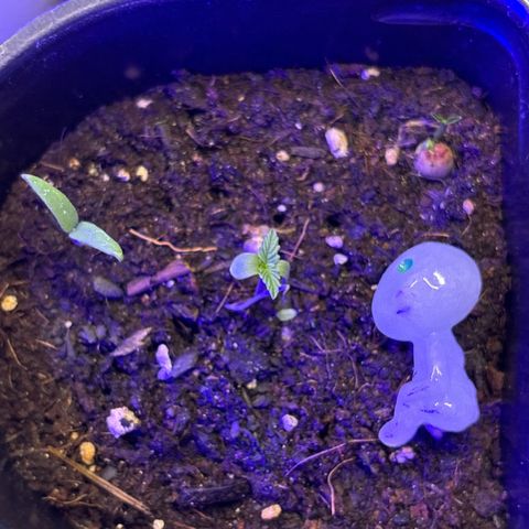 Bad Ass Borealis growlog photo: she had a rough couple of weeks getting thru initial sprouting and transplanting to bigger container but she's pulling thru like a champ n chilling w the homies(lemon tree, n tomato sprout, and the Spirit of Borealis™️) in her pot rn :)