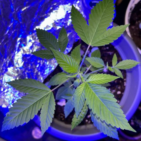 Solemn Mother of the Silly Wonka - the og growlog timeline photo