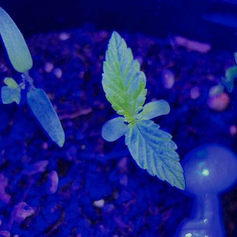 Bad Ass Borealis growlog photo: solid growth, she a real baddie