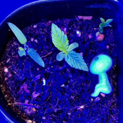 Bad Ass Borealis growlog photo: solid growth, she a real baddie