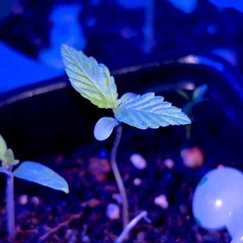 Bad Ass Borealis growlog timeline photo