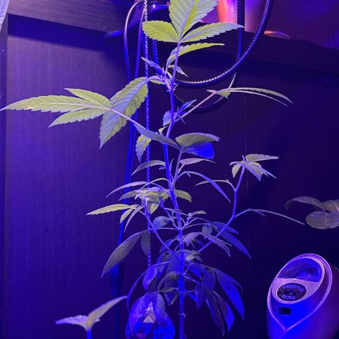 Solemn Mother of the Silly Wonka - the og growlog photo: omg she's so big🫨