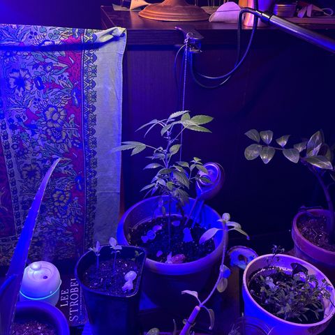 Solemn Mother of the Silly Wonka - the og growlog photo: omg she's so big🫨