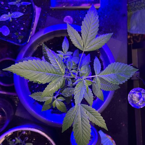 Solemn Mother of the Silly Wonka - the og growlog photo: omg she's so big🫨