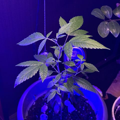 Solemn Mother of the Silly Wonka - the og growlog photo: omg she's so big🫨