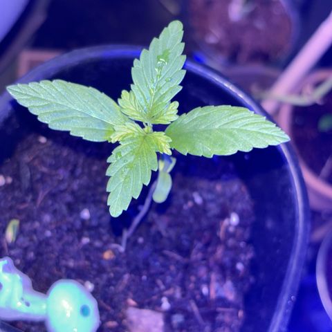 Bad Ass Borealis growlog photo: first tri-leaves growing great, moved other sprouts out of this container to give room for her