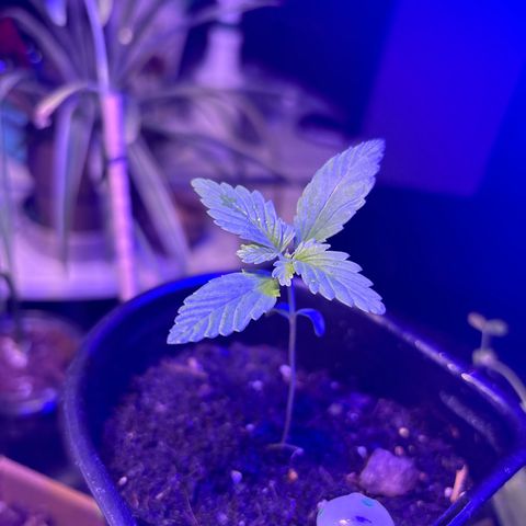Bad Ass Borealis growlog photo: first tri-leaves growing great, moved other sprouts out of this container to give room for her