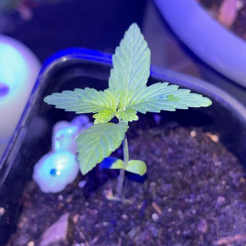 Bad Ass Borealis growlog photo: first tri-leaves growing great, moved other sprouts out of this container to give room for her
