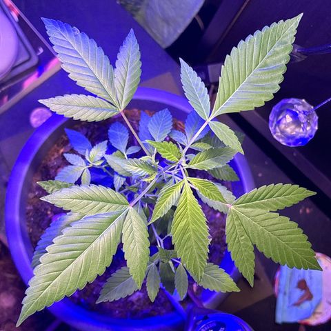 Solemn Mother of the Silly Wonka - the og growlog photo: beautiful growth during stretching period, should start developing larger buds soon i hope?