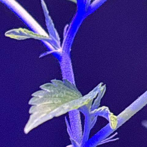 Solemn Mother of the Silly Wonka - the og growlog photo: beautiful growth during stretching period, should start developing larger buds soon i hope?