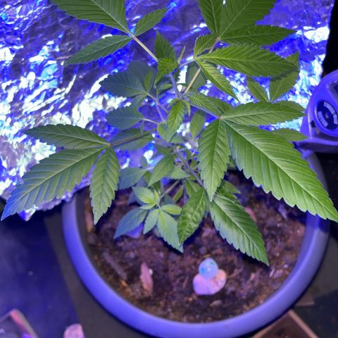 Solemn Mother of the Silly Wonka - the og growlog photo: beautiful growth during stretching period, should start developing larger buds soon i hope?